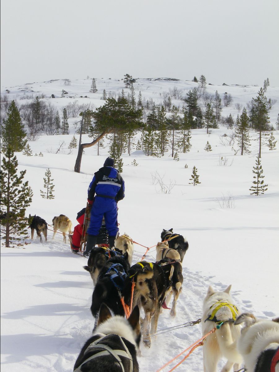 Dogs sledge53